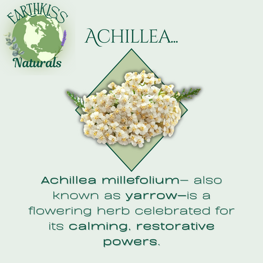 Achillea millefolium — The Ancient Herb Your Lips Will Love