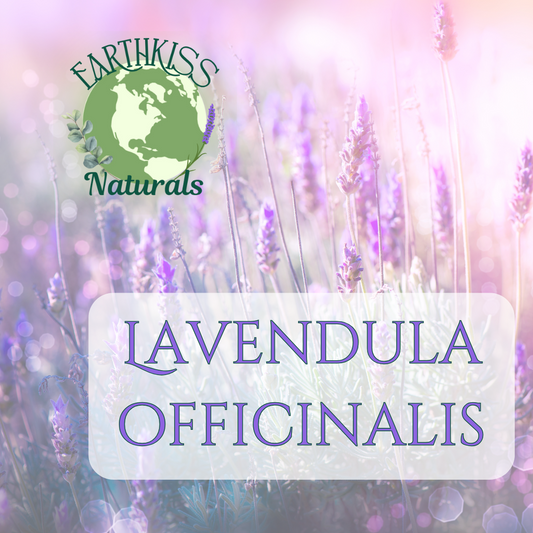 Lavender: Calm, Soothe, Heal — Naturally
